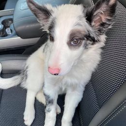 Border Collies from Eagle River Breeders