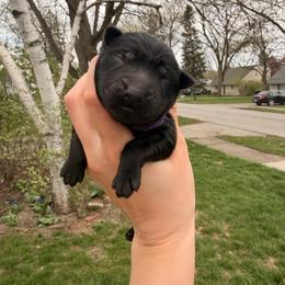 Pansy - Black female German Shepherd puppy in Perrysburg, Ohio from Fancy GSDs