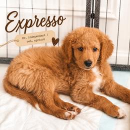 Expresso - Apricot male Goldendoodle puppy in Madison, Georgia from Wildflower Doodles