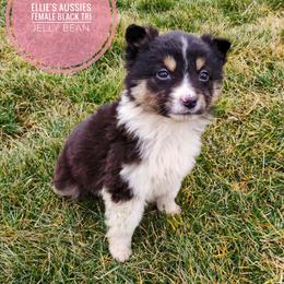 Jelly bean - Black tri female Miniature Australian Shepherd puppy in Kettle Falls, Washington from Ellie's Miniature Australian Shepherds