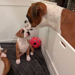 Boxers from Classic City Boxers