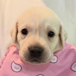 Girl 3 - female Labrador Retriever puppy in Palm Beach County, Florida from Robin's Labrador Retrievers