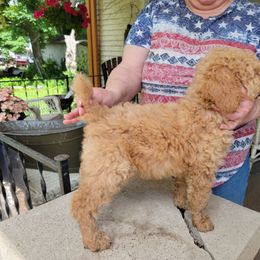 Poodle Puppies from Susan's Poodles