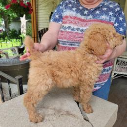 Poodle Puppies from Susan's Poodles