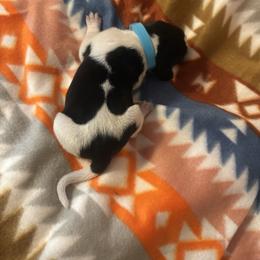 Star - Blue ticked and tan female Bluetick Coonhound puppy in Mount Pleasant, Texas from Harmons Hounds