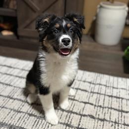 Story - Black tri-color female Australian Shepherd puppy in West Virginia from Mountain Trail Aussies