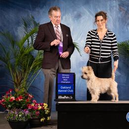 Deci - Cairn Terrier