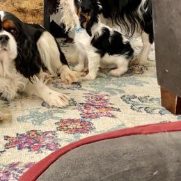 Mr. Light Blue aka (Mohawk) - Tri-color male Cavalier King Charles Spaniel puppy in Rocky Ford, Colorado from Scofield Cavaliers