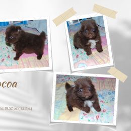 Pomeranian Puppies from Bat Cave Poms