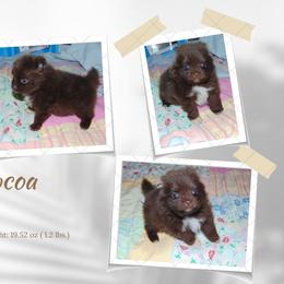 Pomeranian Puppies from Bat Cave Poms