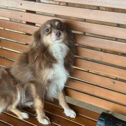 Baby - Toy Australian Shepherd
