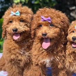 Goldendoodles, Poodles, Shihpoos, and Yorkshire Terriers from Plush Pups By Reeds