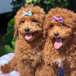 Goldendoodles, Poodles, Shihpoos, and Yorkshire Terriers from Plush Pups By Reeds