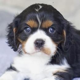 Cavalier King Charles Spaniels from Blueberry Hill Cavaliers