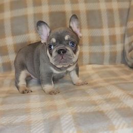 French Bulldog Puppies from HOI Frenchies