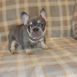 French Bulldog Puppies from HOI Frenchies
