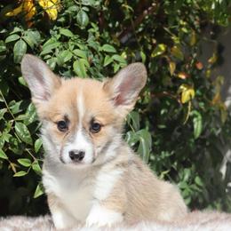 Green collar - Red male Pembroke Welsh Corgi puppy in Caliente, California from Rafter Cross 7