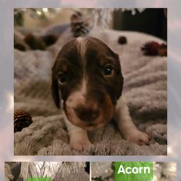 Dachshund Puppies from Emily Humpert