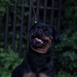 CHASE VON GOTTLICH ROTT - Black and mahogany female Rottweiler puppy in Philadelphia, Pennsylvania from Von Gottlich Rott