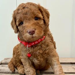 Red - Red  male Goldendoodle puppy in Hesperia, Michigan from Red Acres Poodles & Doodles
