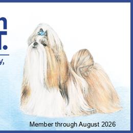 Shih Tzu Puppies from Morningstar's Shih Tzu
