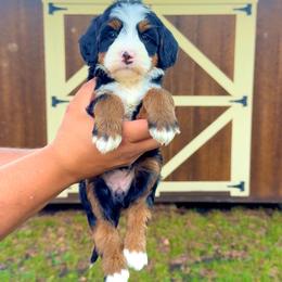 Sunny - Tri-color female Bernedoodle puppy in Greenville, Texas from Doodles of Promise