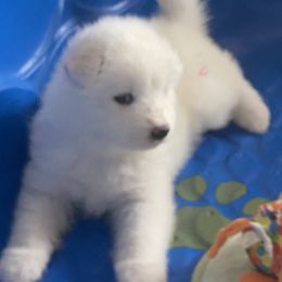Samoyed and Shiba Inu Puppies from Wintermist Samoyeds
