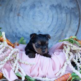 Winchester - Black and tan male Yorkshire Terrier puppy in Bruceville, Indiana from Baby Girl’s Yorkies, Shih-Tzu, Shorkies
