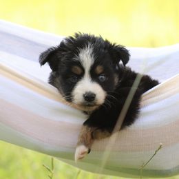 Miniature Australian Shepherd and Toy Australian Shepherd Puppies from Sanative Homestead