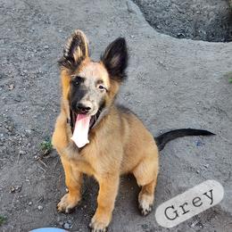 Grey - Mahogany and black male Belgian Tervuren puppy in Merrill, Michigan from Reves Vifs Belgian Shepherds