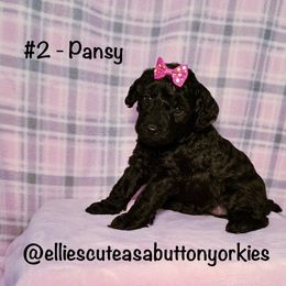 Pansy - Black female Bernedoodle puppy in New Holland, Pennsylvania from Ellie's Cute as a Button Yorkies