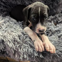 Ember - Mantle female Great Dane puppy in Brooksville, Florida from Follow My Lead Great Danes