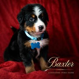Baxter - Tri-color male Bernese Mountain Dog puppy in Soldiers Grove, Wisconsin from Lonesome Pine Farm