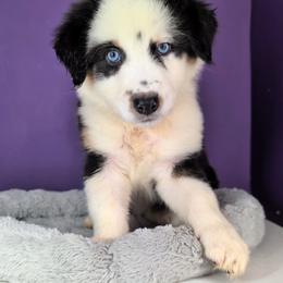 Raven3Girl5- BTF,LONGtail,AKC,OFAs,Genetics - Black tri-color female Australian Shepherd puppy in South Hill, Virginia from Silverside Aussies LLC