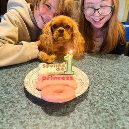Dolly - Cavalier King Charles Spaniel