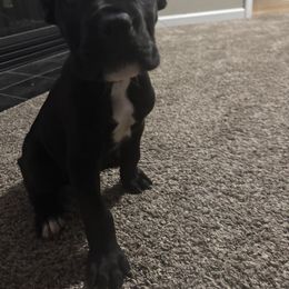 Cane Corso Puppies from Better Than You Cane Corso’s