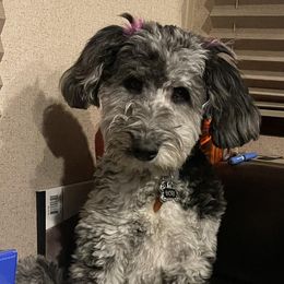 Aussiedoodles from Turner Puppy Patch