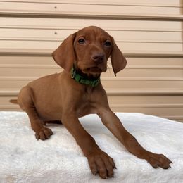 German Shorthaired Pointer and Vizsla Puppies from Pilgrims Trails Shorthairs