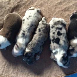 Australian Shepherd puppies from Susquehannock Aussies