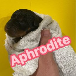 Aphrodite(pink) - Black and mahogany female Rottweiler puppy in Mancelona, Michigan from Nicolle Stone