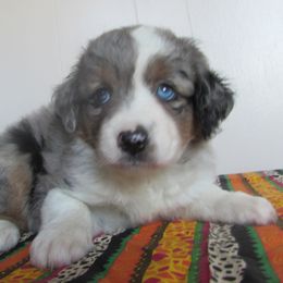 Dallas - Blue merle female Toy Australian Shepherd puppy in Warrensburg, Missouri from Booty Shaker Toy and Miniature Poodles and Aussies