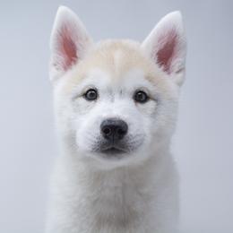 Dawn - Fully Health Tested Parents - Gray and white female Siberian Husky puppy in Los Angeles, California from Limitless Huskies