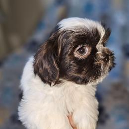 ASPEN - Chocolate male Shih Tzu puppy in Los Banos And Bay Area, California from Shantii's Shih Tzu's
