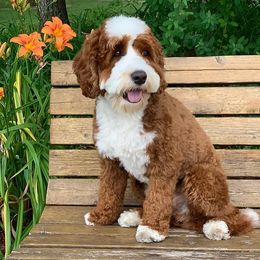 Australian Labradoodles from Cedar Creek Labradoodles