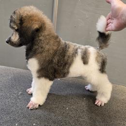 Mask - Brindle female Poodle puppy in Patterson, California from Paterson Poodles
