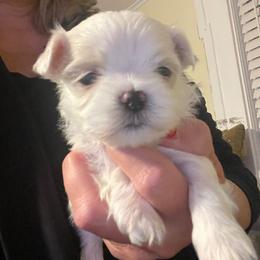 AKC Male 3 - White male Maltese puppy in Wilson, New York from Maltese By Valerie