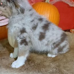 George - Red merle male Miniature Australian Shepherd puppy in Elkhart, Texas from Donaldson Dogz