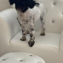 Oreo - Poodle