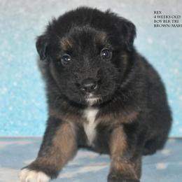 Rex - Black tri male Miniature Australian Shepherd puppy in Patterson, North Carolina from DreamLine Aussies