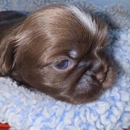 Maserati - Chocolate male Shih Tzu puppy in San Tan Valley, Arizona from My Puppy Tzu